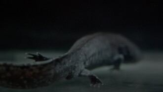 Axolotl Trailer