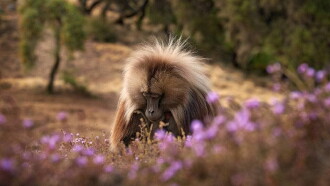 Baboon King Trailer