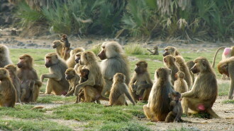 Baboons: Rules of the Troop Trailer