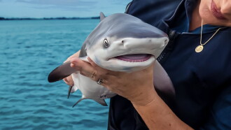 Baby Sharks Trailer