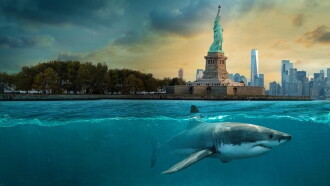 Baby Sharks in the City Trailer