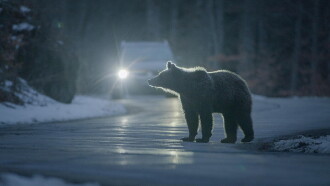 Backyard Bears of Transylvania Trailer