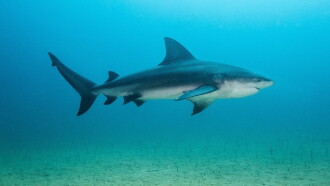 Backyard Bull Sharks Trailer