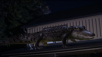 Bad CGI Gator Trailer