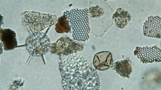 Ballast Stowaways Dinoflagellates Trailer