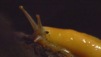 Banana, Banana, Banana Slugs! Trailer