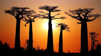 Baobabs between Land and Sea Trailer