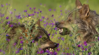 Barbacana, la huella del lobo Trailer