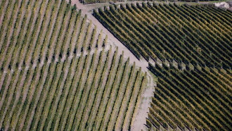 Barolo Boys: The Story of a Revolution Trailer