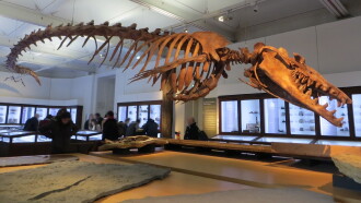 Basilosaurus, la baleine carnivore Trailer