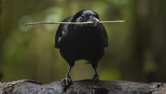 Beak & Brain - Genius Birds from Down Under Trailer