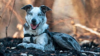 Bear, chien sauveur de koalas Trailer