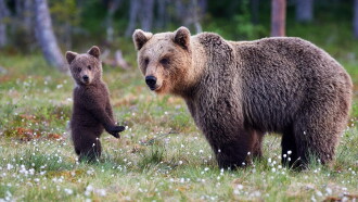 Bear Land Trailer