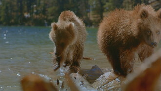 Bears Trailer