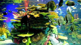 Beautiful Coral Reef Fish Trailer