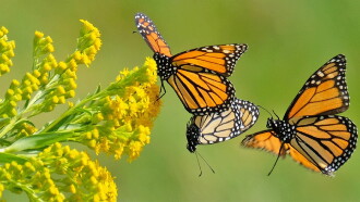 Beauty on the Wing: Life Story of the Monarch Butterfly Trailer