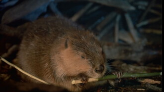Beavers Trailer