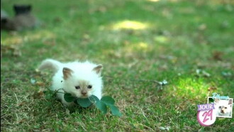 Bébés chats - Les 100 premiers jours de leur vie Trailer