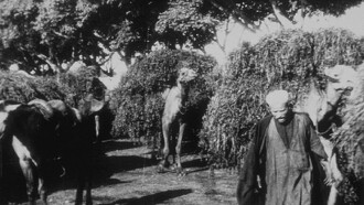 Bédouins avec chameaux sortant de l’octroi Trailer