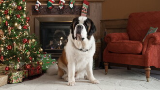 Beethoven's Christmas Adventure Trailer