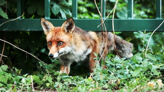 Berlin ganz wild Trailer