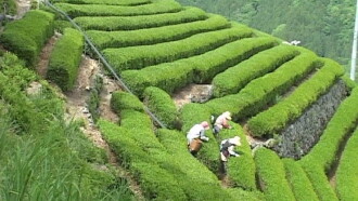 Bessho Tea Factory Trailer