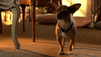 Beverly Hills Chihuahua 3: Viva la Fiesta! Trailer