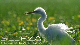 Biebrza: The European Amazon Trailer