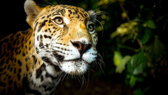 Big Cats Trailer