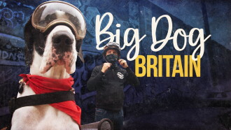 Big Dog Britain Trailer