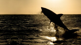Big Sharks Rule Trailer