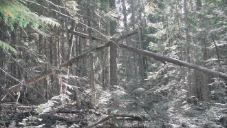 Bigfoot Encounters in the Pacific Northwest Trailer