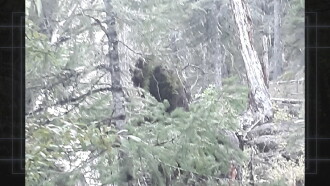 Bigfoot Evidence: Oregon Trailer