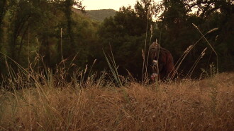 Bigfoot's Wild Weekend Trailer