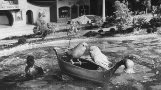 Bill and Coo Trailer