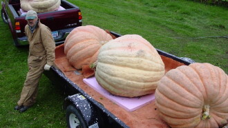 Bill's Big Pumpkins Trailer