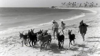 Bim, the Little Donkey Trailer