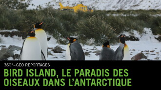 Bird Island - Allein unter Pinguinen Trailer