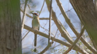 Birder Trailer