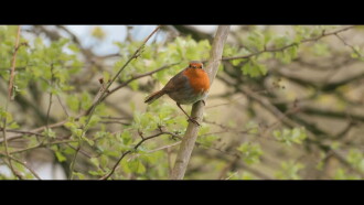 Birders Trailer