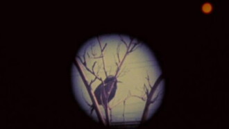 Birds at Sunrise Trailer