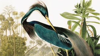 Birds of America Trailer