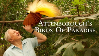 Birds of Paradise Trailer