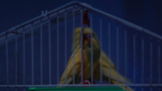 Birds Should Have Been Released Trailer