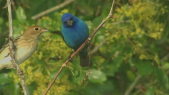 Birdsong and Coffee: A Wake-Up Call Trailer