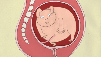 Birth Trailer