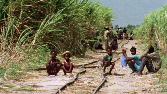 Bitter Cane Trailer