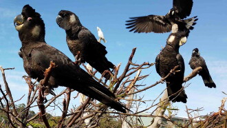 Black Cockatoo Crisis Trailer
