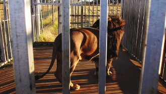 Blood Lions Trailer