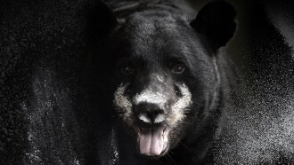Blow: The True Story of Cocaine, a Bear, and a Crooked Kentucky Cop Trailer